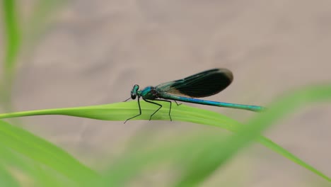 Die-Schöne-Prachtlibelle-(Calopteryx-Virgo)-Ist-Eine-Europäische-Libelle,-Die-Zur-Familie-Der-Calopterygidae-Gehört.-Man-Findet-Ihn-Häufig-An-Schnell-Fließenden-Gewässern,-Wo-Er-Am-Heimischsten-Ist.