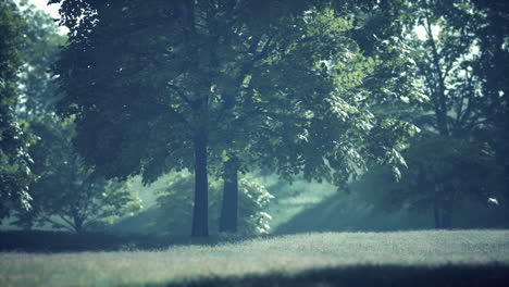 Die-Grünen-Ahornblätter-Im-Sommer