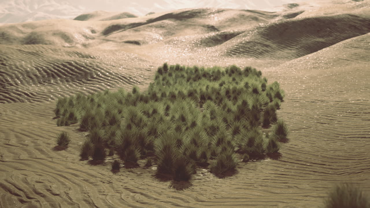 Desert oasis with dense greenery surrounded by arid landscape