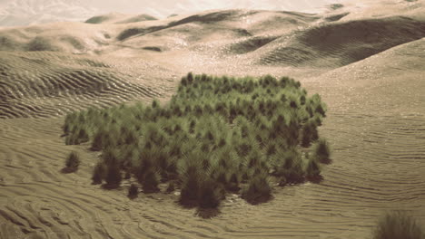 desert oasis with dense greenery surrounded by arid landscape