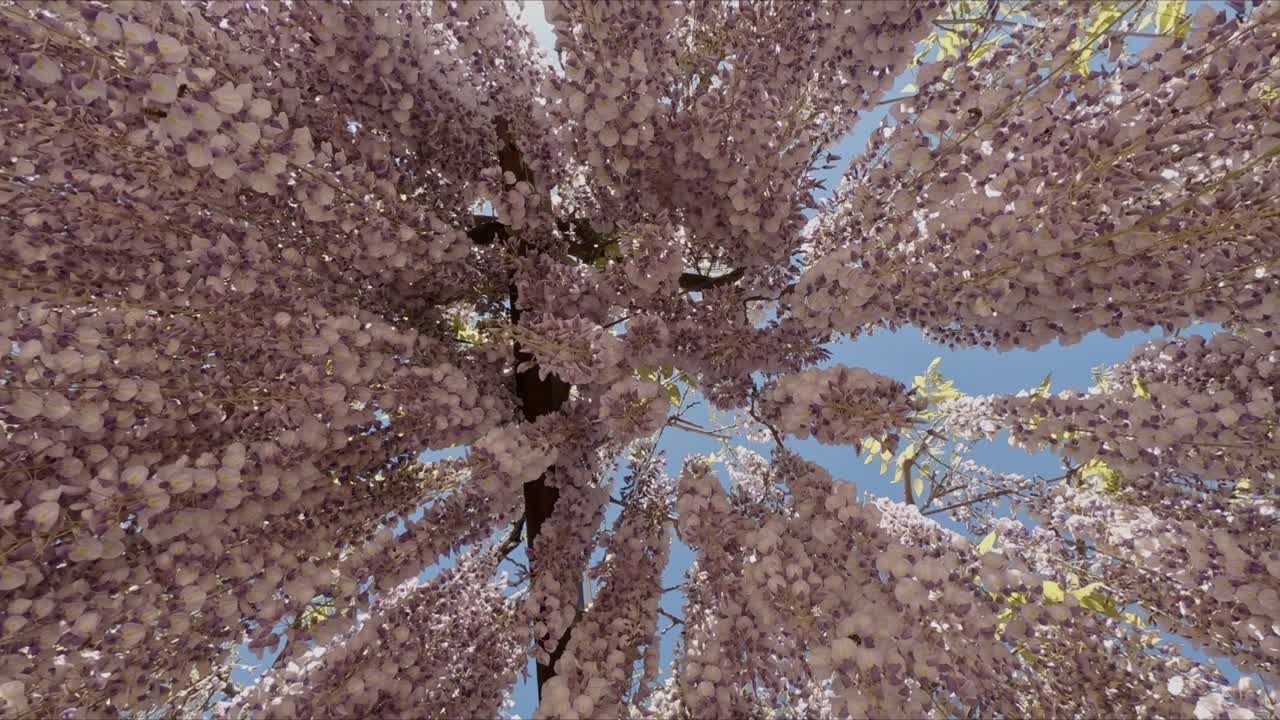 Fiori di glicine al Parco di Melta, Trento, Italia