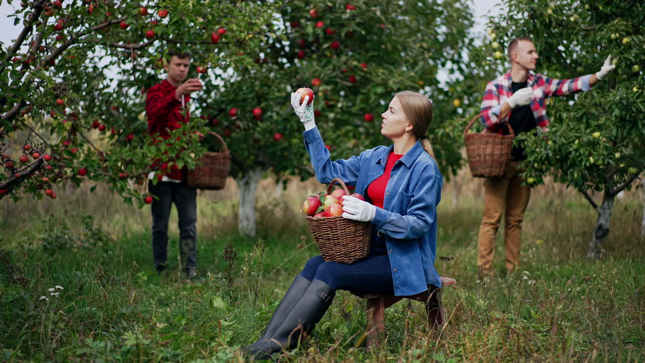 Blonde Caucasian lady sitting on a stool in the garden holding a full basket of red apples. Woman looking at fruit happy about the harvest. Men working picking apples at backdrop.