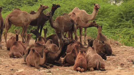 Camels-at-the-Pushkar-Fair,-also-called-the-Pushkar-Camel-Fair-or-locally-as-Kartik-Mela-is-an-annual-multi-day-livestock-fair-and-cultural-held-in-the-town-of-Pushkar-Rajasthan,-India.