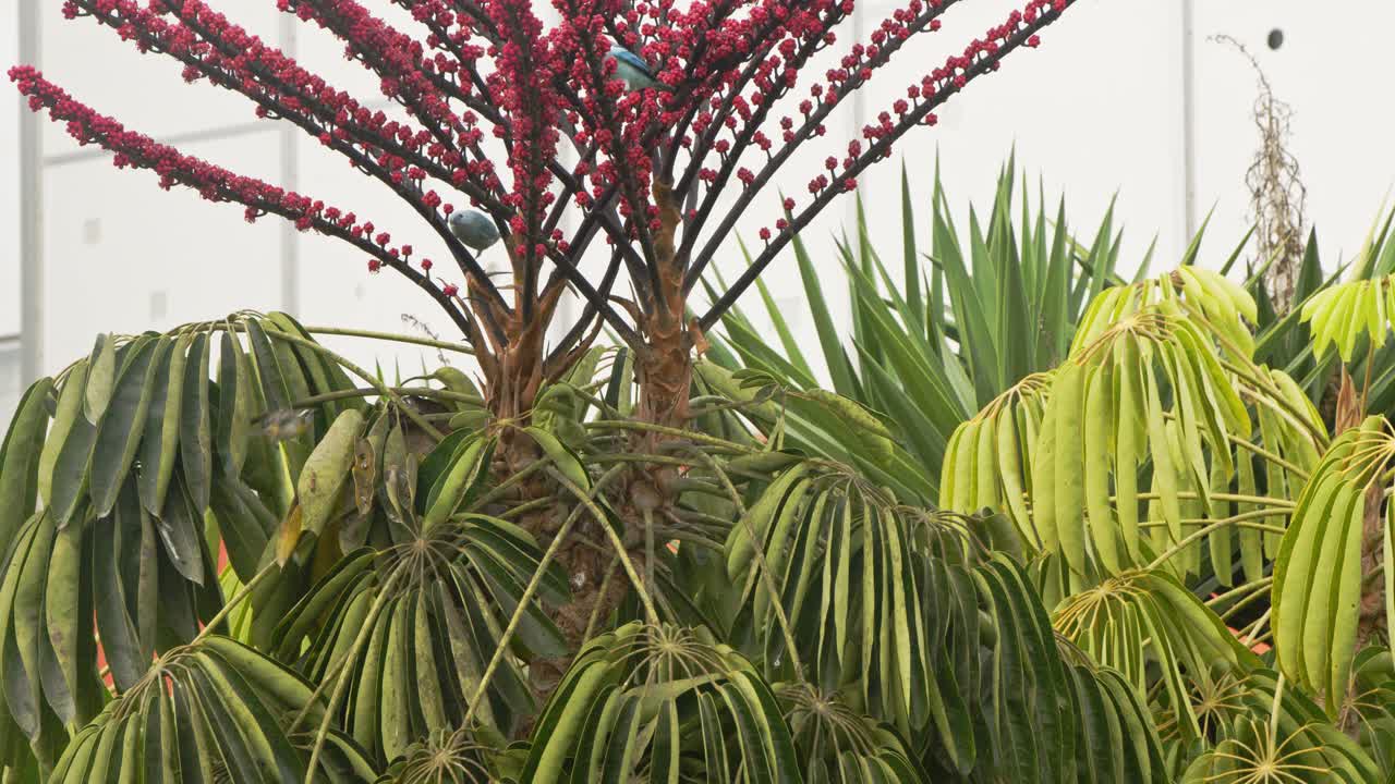 푸른 새와 벌새가 붉은 꽃을 먹고 있습니다 4k