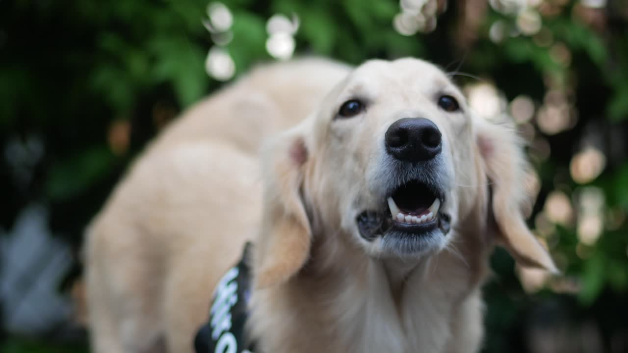 Golden Retriever close-up