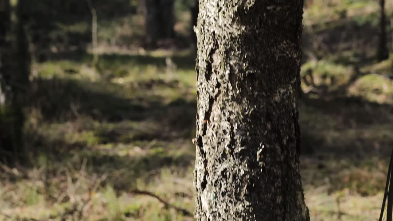 Moving shot of moss and bark on a tree
