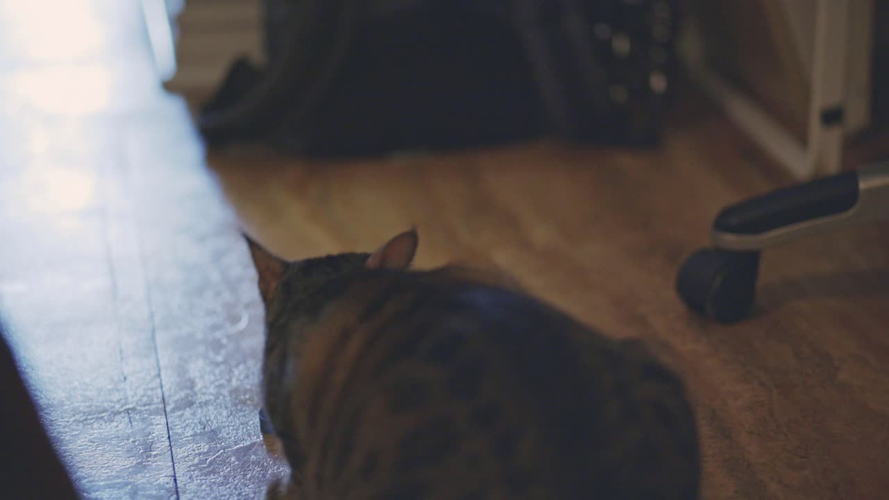 장난기 많은 국내 고양이가 나무 바닥의 플라스틱 뚜껑에서 놀고 있습니다.