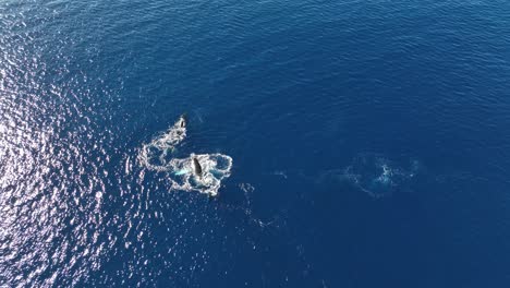 adult male whale escorting mom and newborn calf as they navigate the open sea