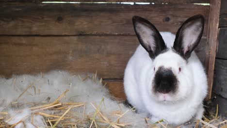 white rabbit with black ears and nose in a wooden hutch