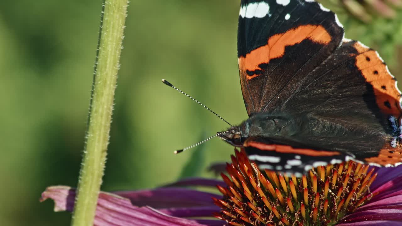Macro di farfalla Vanessa Atalanta che si nutre di nettare di fiori