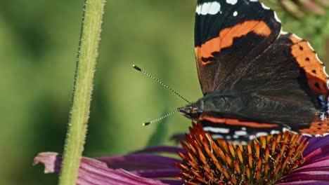 Makro-Des-Roten-Admiralschmetterlings,-Der-Mit-Blumennektar-Füttert