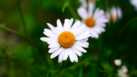 Close-up-of-blooming-common-daisy-with-blurry-green-grass-background