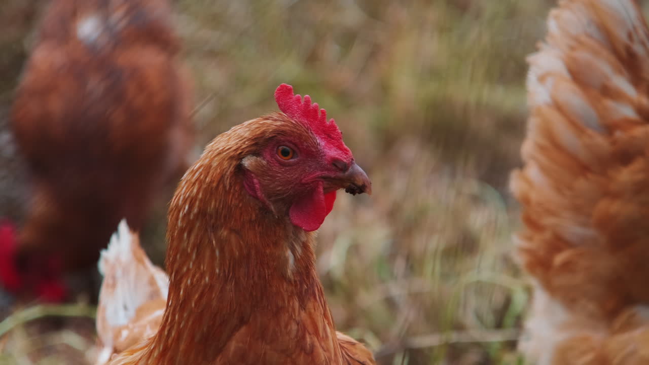 primer plano de una cabeza de pollo de granja mirando a la cámara durante el día