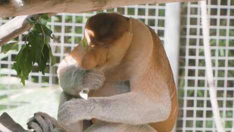 Nasenaffe-Genießt-Essen-In-Einem-Käfig-Im-Bali-Safari-And-Marine-Park-In-Siangan---Nahaufnahme