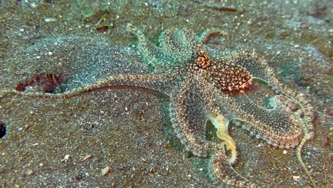 longarm octopus in search of food on sandy bottom in indo-pacific