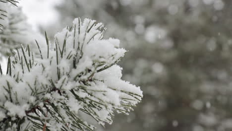 Fotograma-Cerrado-Cinematográfico-En-Cámara-Lenta-De-Un-Pino-Mientras-La-Nieve-Se-Acumula-En-La-Parte-Superior