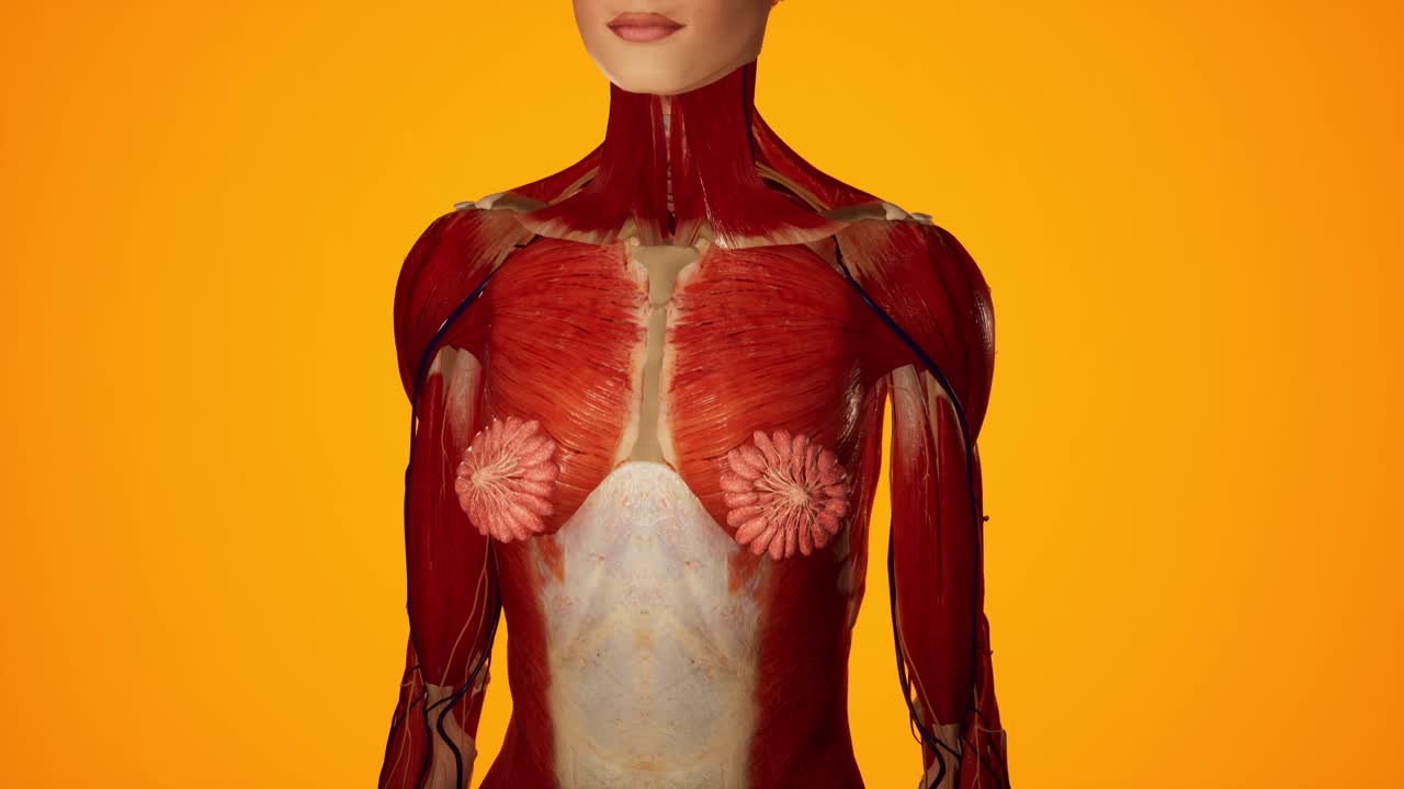 여성 몸의 해부학적 3d 애니메이션 - 피부 아래의 근육 및 혈관 구조 - 유방 해부학