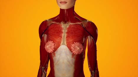 animación 3d anatómica del cuerpo femenino. estructura muscular y vascular debajo de la piel. anatomía del pecho.