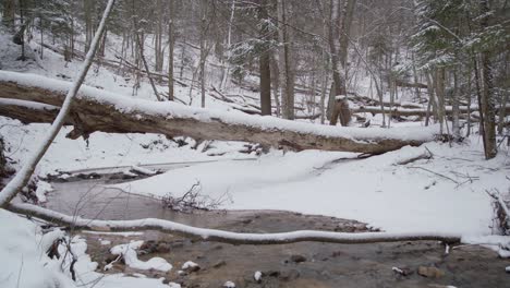 río que fluye a través de un arroyo poco profundo en invierno en un bosque profundo