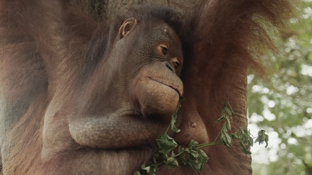 tiro gimbal estable alrededor del orangután en el árbol