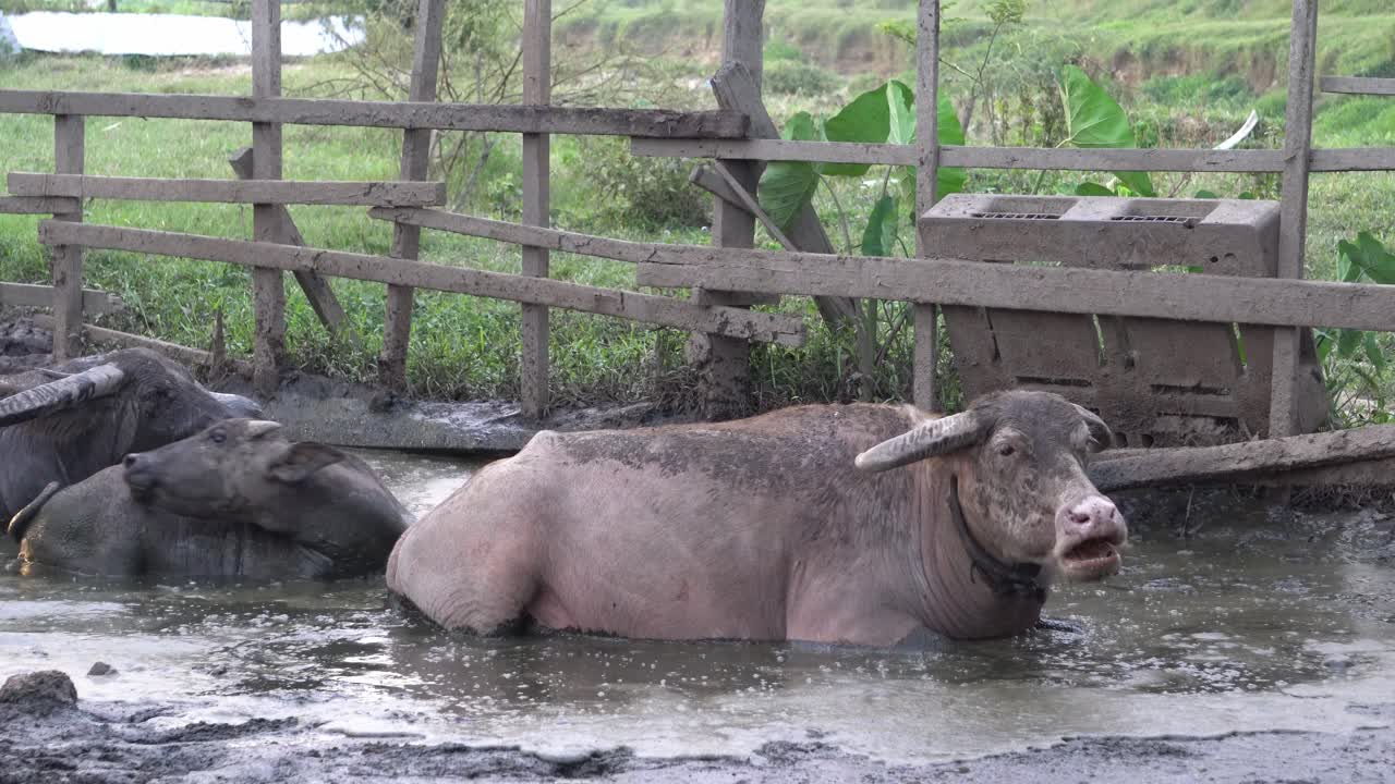 물 버팔로 (water buffalo) 는 진 ⁇  물 에 누워 있다