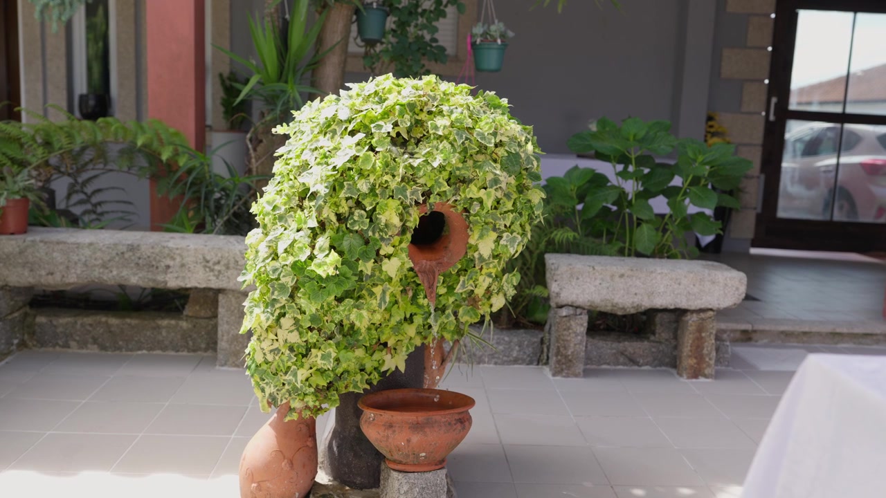 修剪過的常春藤灌木覆蓋石砌花園庭院中的陶壺噴泉