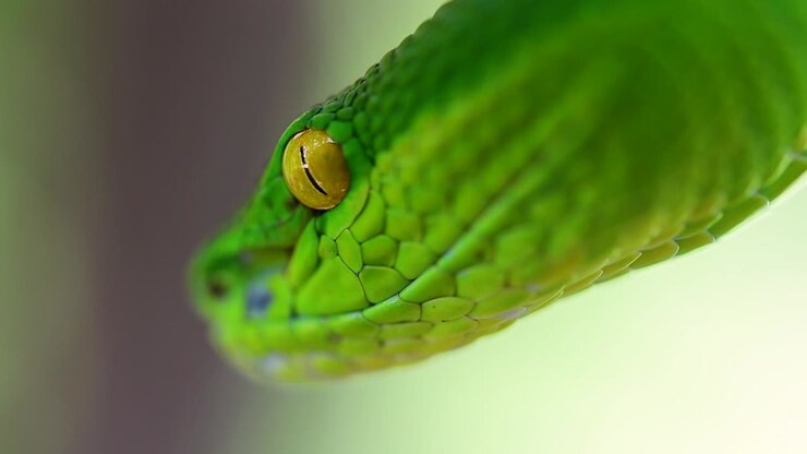 The White-lipped Pit Viper is a venomous pit viper endemic to Southeast Asia and is often found during the night waiting on a branch or limb of a tree near a body of water with plenty of food items
