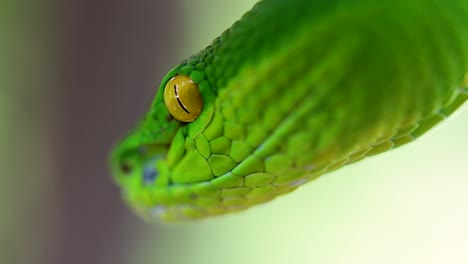 the white-lipped pit viper is a venomous pit viper endemic to southeast asia and is often found during the night waiting on a branch or limb of a tree near a body of water with plenty of food items