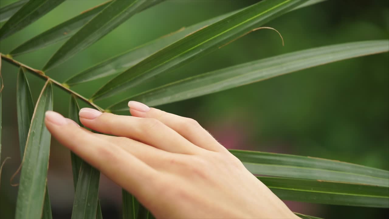 Hand touching a palm leaf