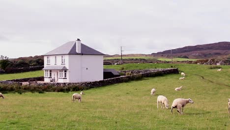 sheep grazing and peeing in scottish field in front of typical white brick stone home on the isle of islay