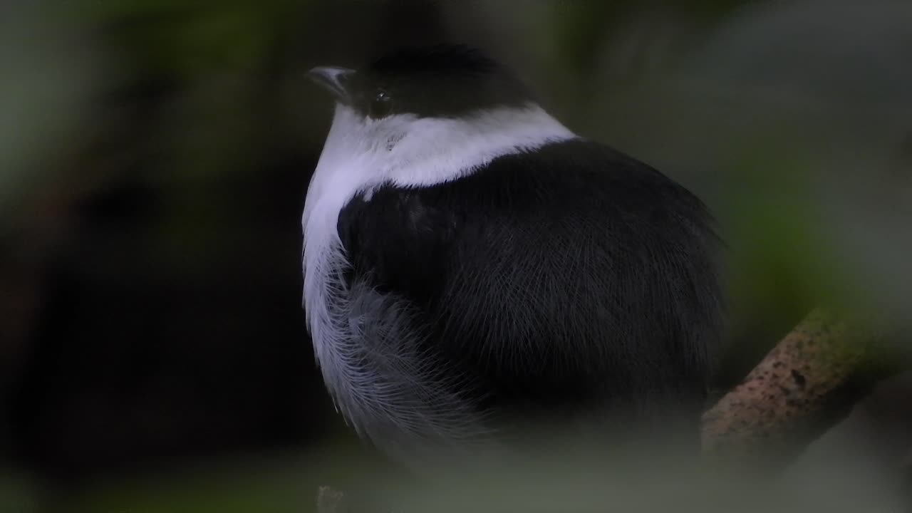 A White-Bearded Manakin sits poised on a branch within the lush greenery of the Coffee Axis Region, Colombia, showcasing its distinctive plumage.