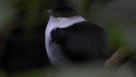 a white-bearded manakin sits poised on a branch within the lush greenery of the coffee axis region, colombia, showcasing its distinctive plumage.