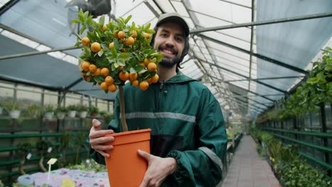 green garden: a young attractive worker holding a miniature orange tree in a pot at a specialized flower shop