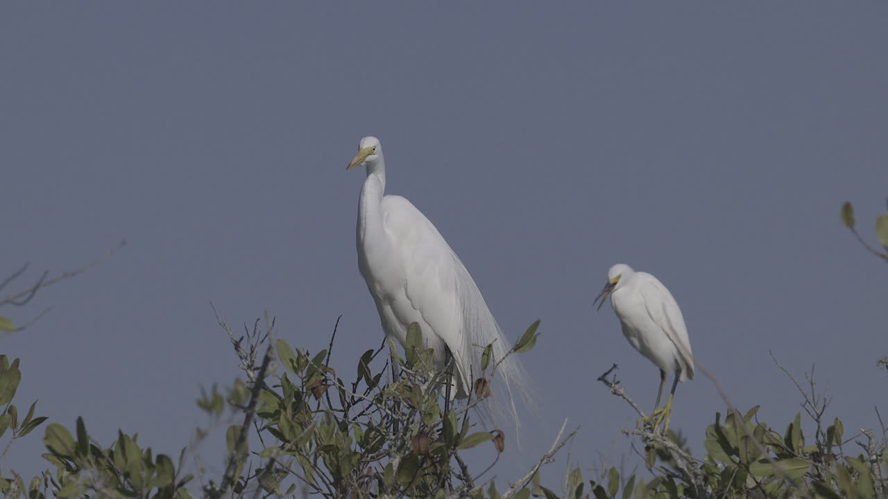 большая белая эгрет, сидящая на кустах, украшающаяся перьями, флорида