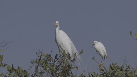 gran garza blanca sentada en el arbusto arreglando las plumas, florida
