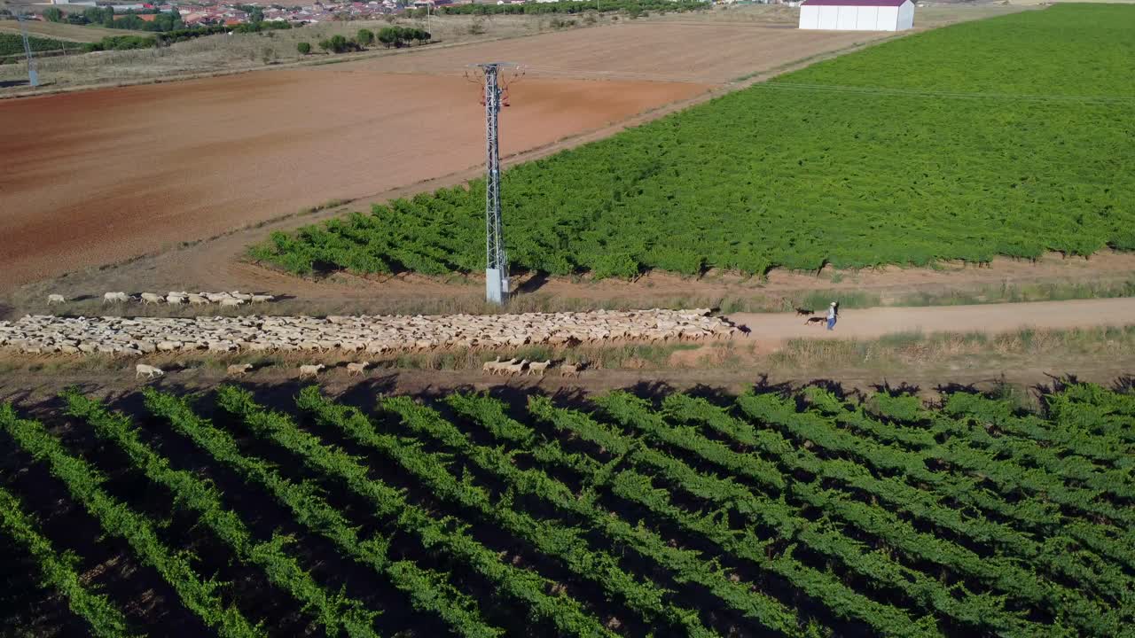 ovejas en el campo vistas desde el aire