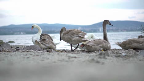 familia de cisnes en la costa