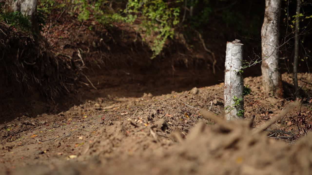 컷 트리 섹션 - 쓰러진 숲 21