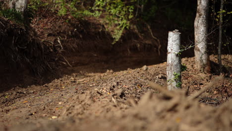 sección de árboles cortados - bosque caído 21