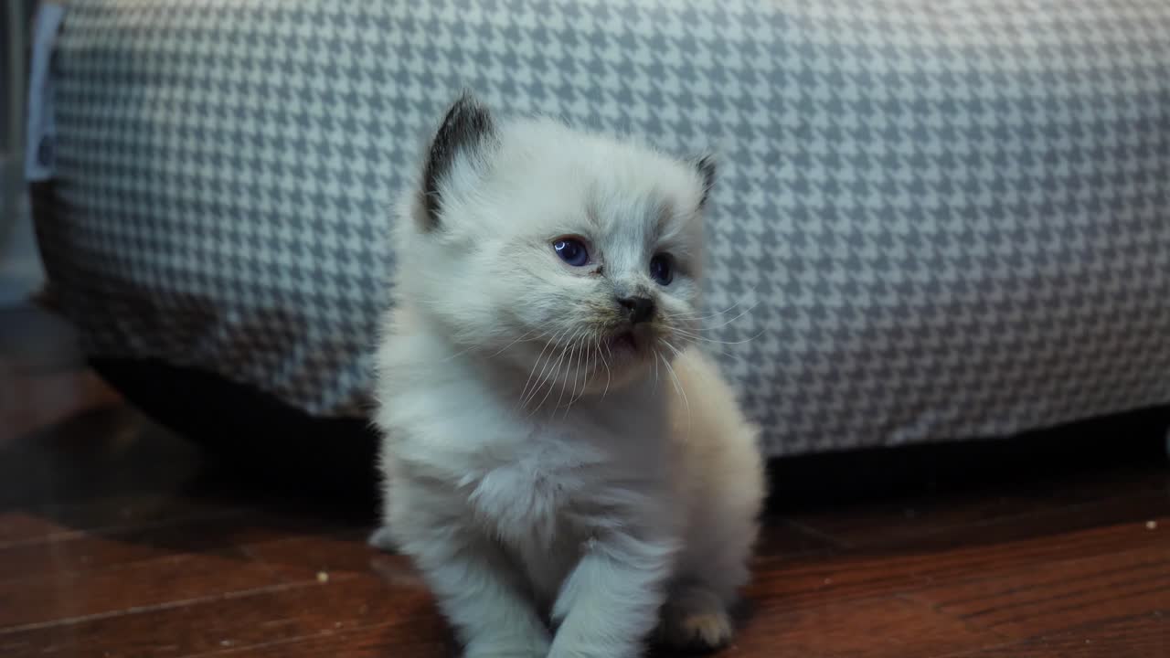 un gattino piccolo e stupido di 2 settimane che finge di essere stupido