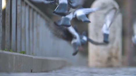 slow motion footage of a group of pigeons getting scared and flying away