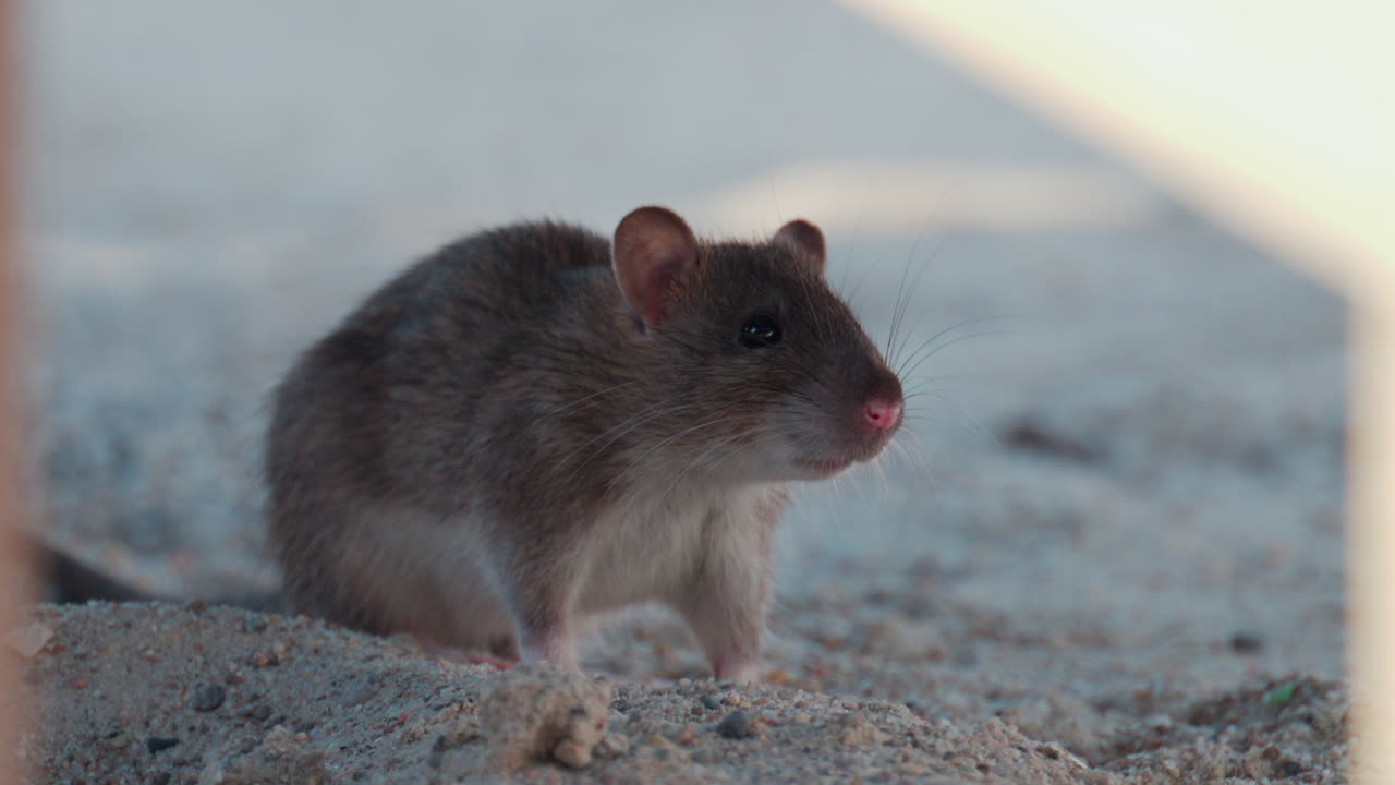 Wild rat standing on sandy surface, attentively observing its surroundings
