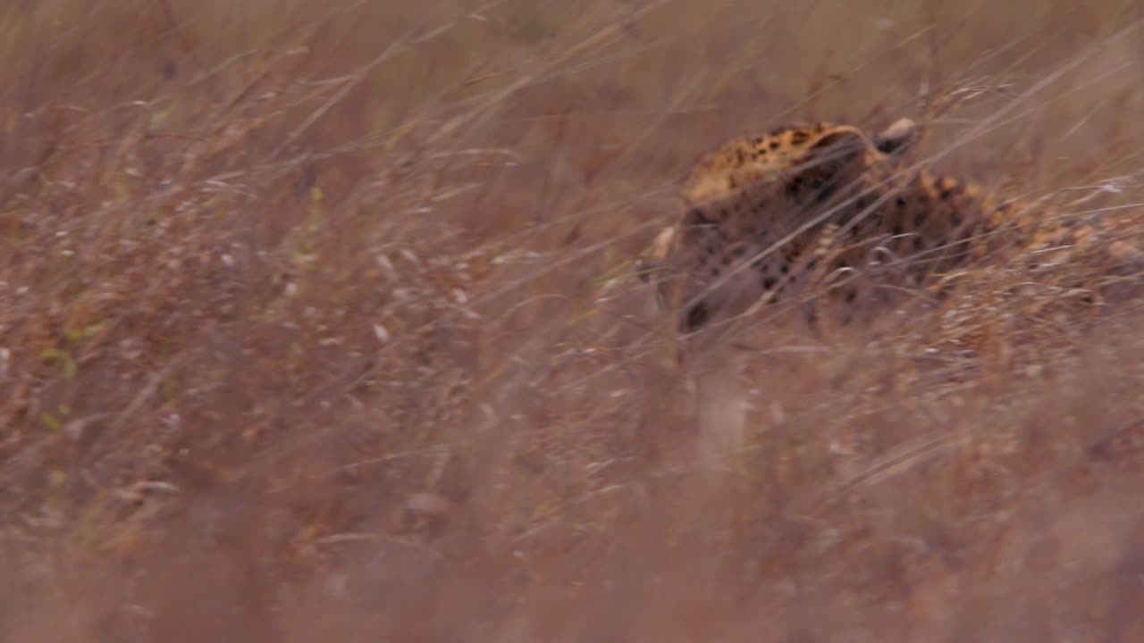 Close up pan shot of two cheetahs' heads walking through tall grass