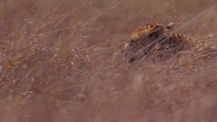 Close up pan shot of two cheetahs' heads walking through tall grass