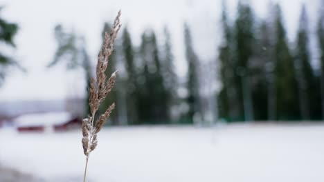 Nahaufnahme-Des-Schwankenden,-Schneebedeckten-Weizenstrohs-Im-Winterlichen-Klima