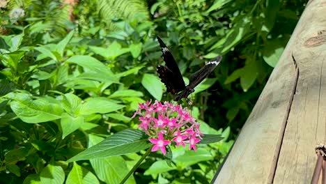 orchard swallowtail butterfly perched on plant flapping its wings