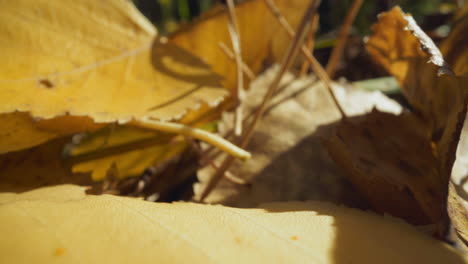 hojas amarillas y agujas de pino yacen en el suelo en el bosque