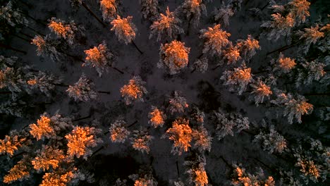 aerial, birdseye, drone shot, sideways over the last sun flares, reflecting on snow covered trees, first snow, on a sunny, winter evening, at sunset, in uusimaa, finland, scandinavia