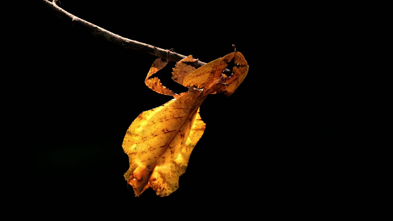 Inseto-folha-javanês, Phyllium pulchrifolium, Fêmea, Forma Amarela, Filmagem em 4K.
