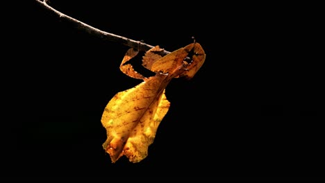 javanese leaf insect, phyllium pulchrifolium, female, yellow form, 4k footage